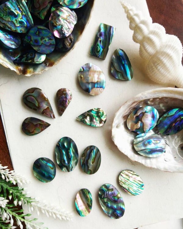 Abalone Shell
