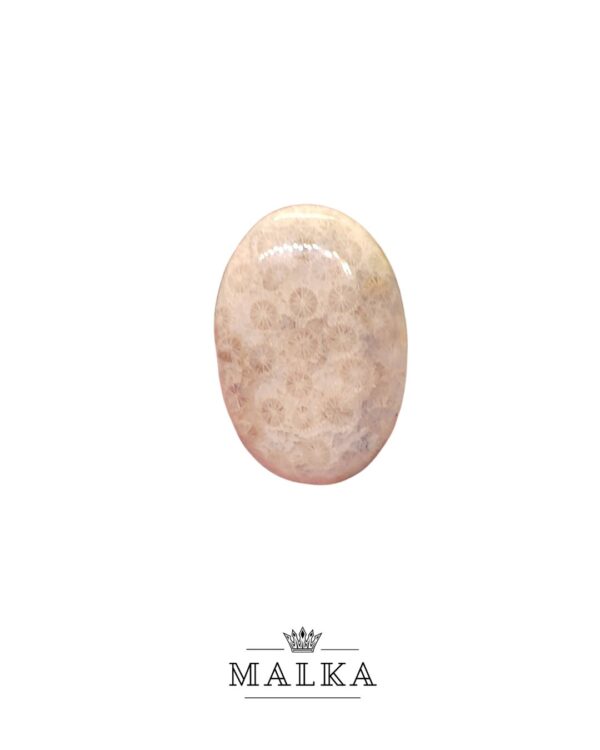 34mm Fossil Coral Cabochon