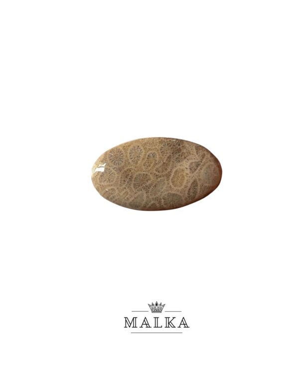 38mm Fossil Coral Cabochon for Wire Wrapping