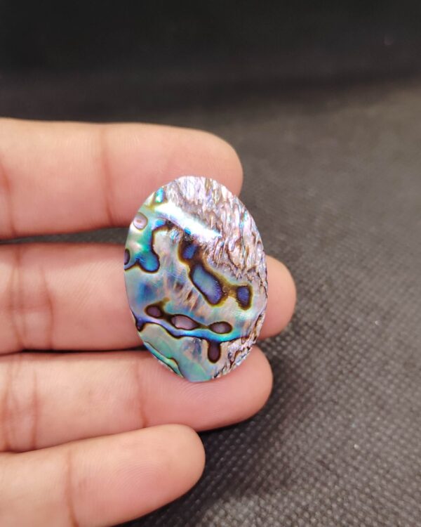 35mm Natural Abalone Shell Gemstone