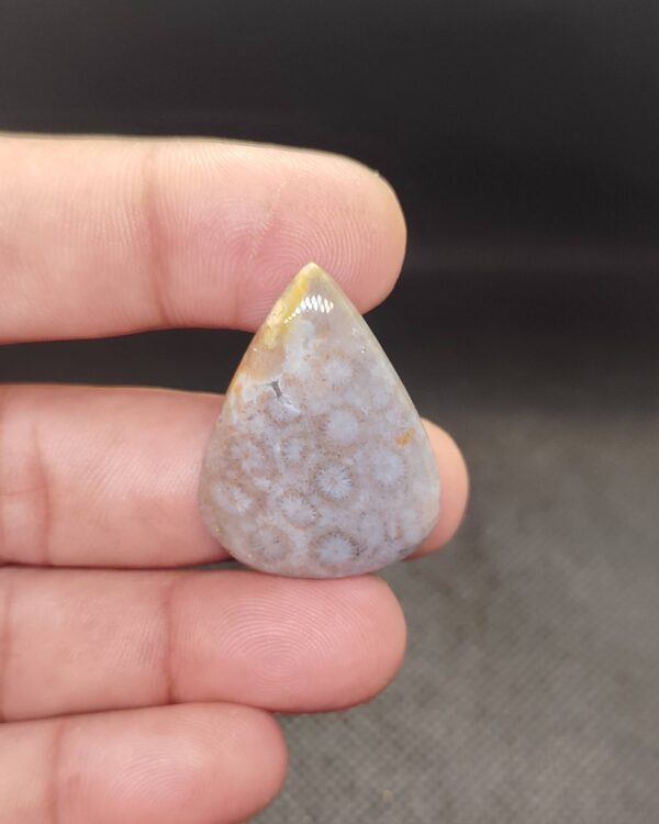 34mm Natural Fossil Coral Cabochon