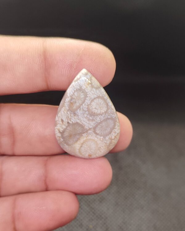 34mm Fossil Coral Gemstone for Jewelry Making