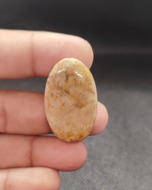 37mm Fossil Coral Cabochon – One of a Kind