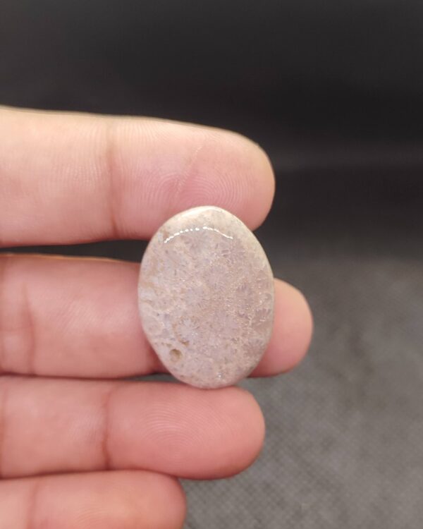 30mm Fossil Coral Natural Cabochon