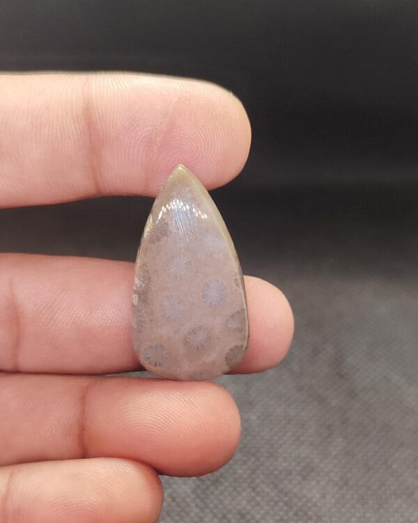 35mm Fossil Coral Cabochon for Handmade Jewelry
