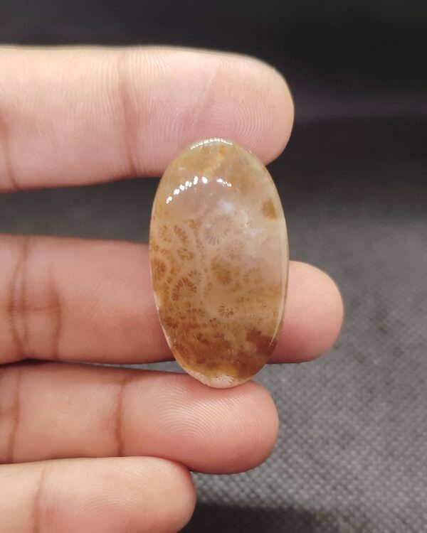 38mm Fossil Coral Artisan Jewelry Stone