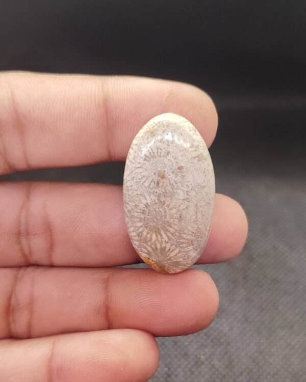 36mm Fossil Coral Collector Stone