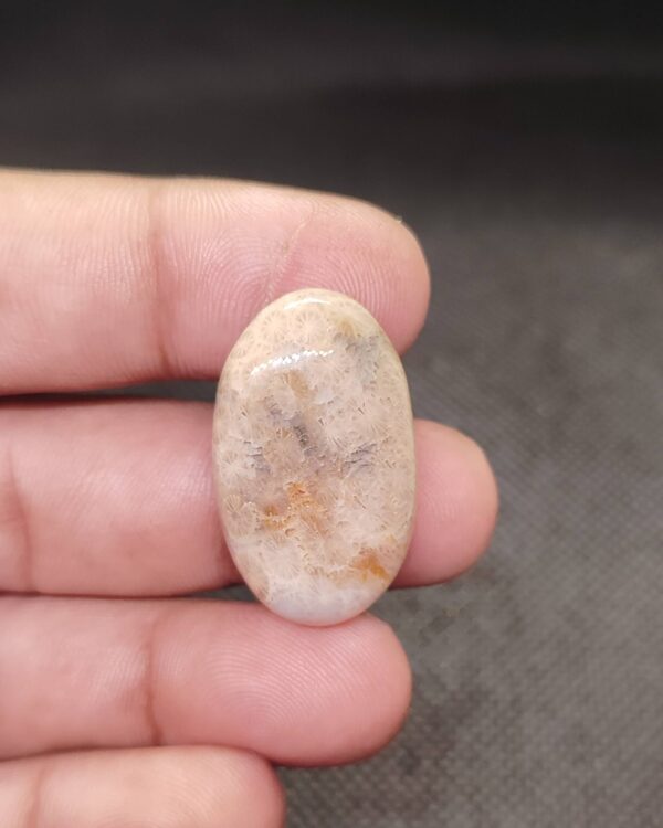 31mm Fossil Coral Cabochon – Hand Selected