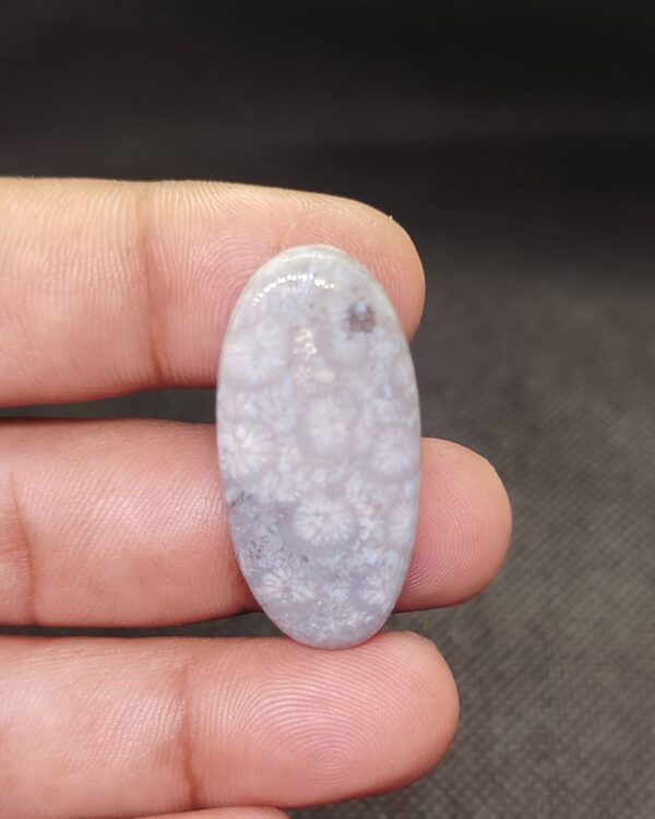 37mm Fossil Coral Gemstone for Pendant Jewelry