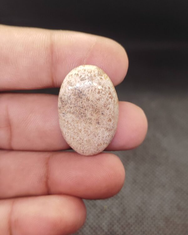 29mm Fossil Coral Cabochon – Exact Stone
