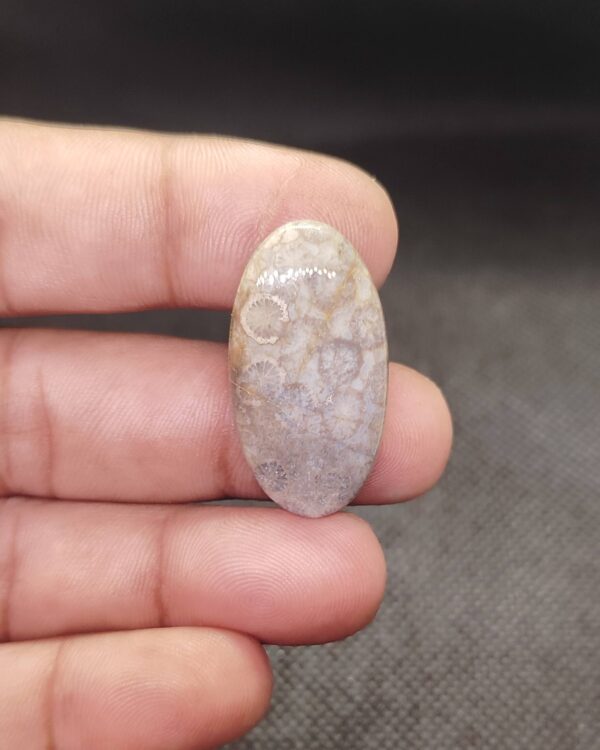 32mm Fossil Coral Cabochon with Natural Beauty