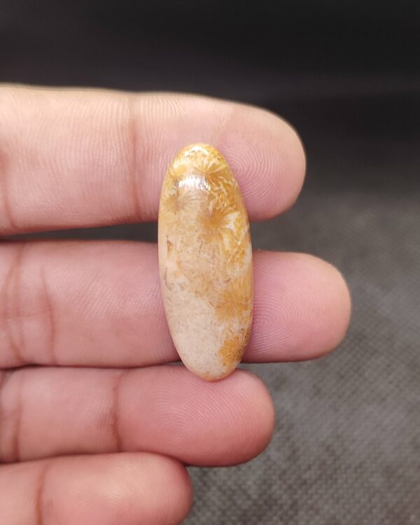 34mm Fossil Coral Collector Cabochon