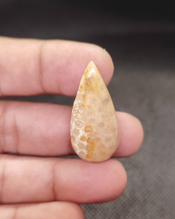 35mm Fossil Coral Gemstone – One of a Kind