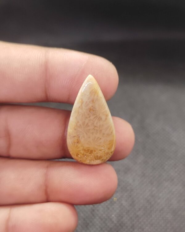 32mm Fossil Coral Cabochon for Artisans