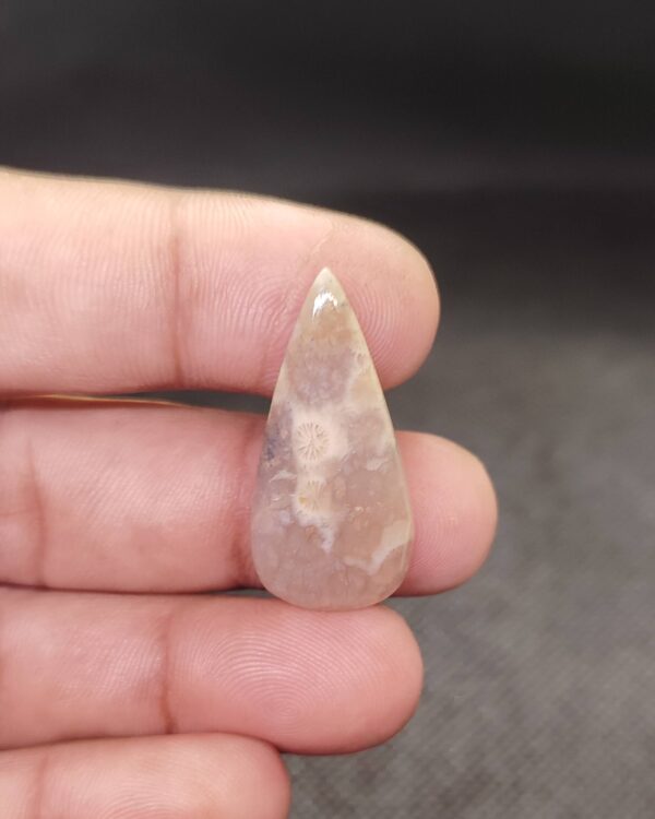 33mm Fossil Coral Collector Gemstone