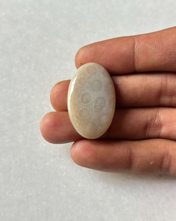 32mm Polished Natural Fossil Coral