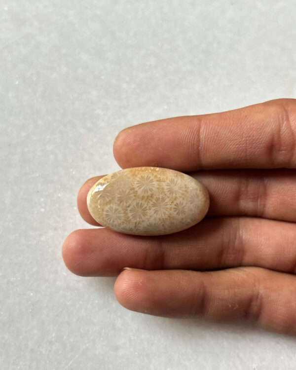 35mm Natural Fossil Coral Cabochon for Jewelry Making