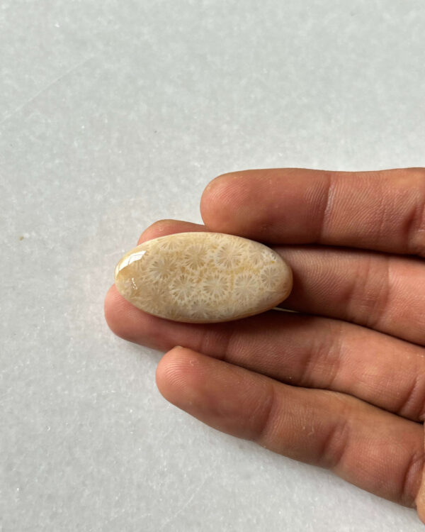 38mm Natural Fossil Coral Cabochon for Jewelry Making