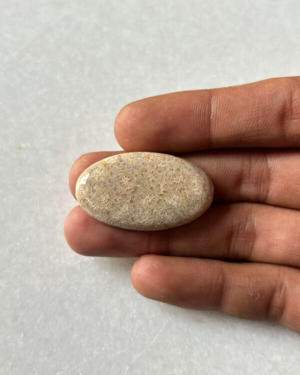 37mm One of a Kind Fossil Coral Cabochon