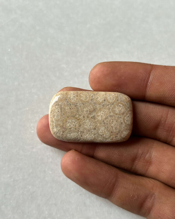 36mm Fossil Coral Cabochon for Wire Wrapping