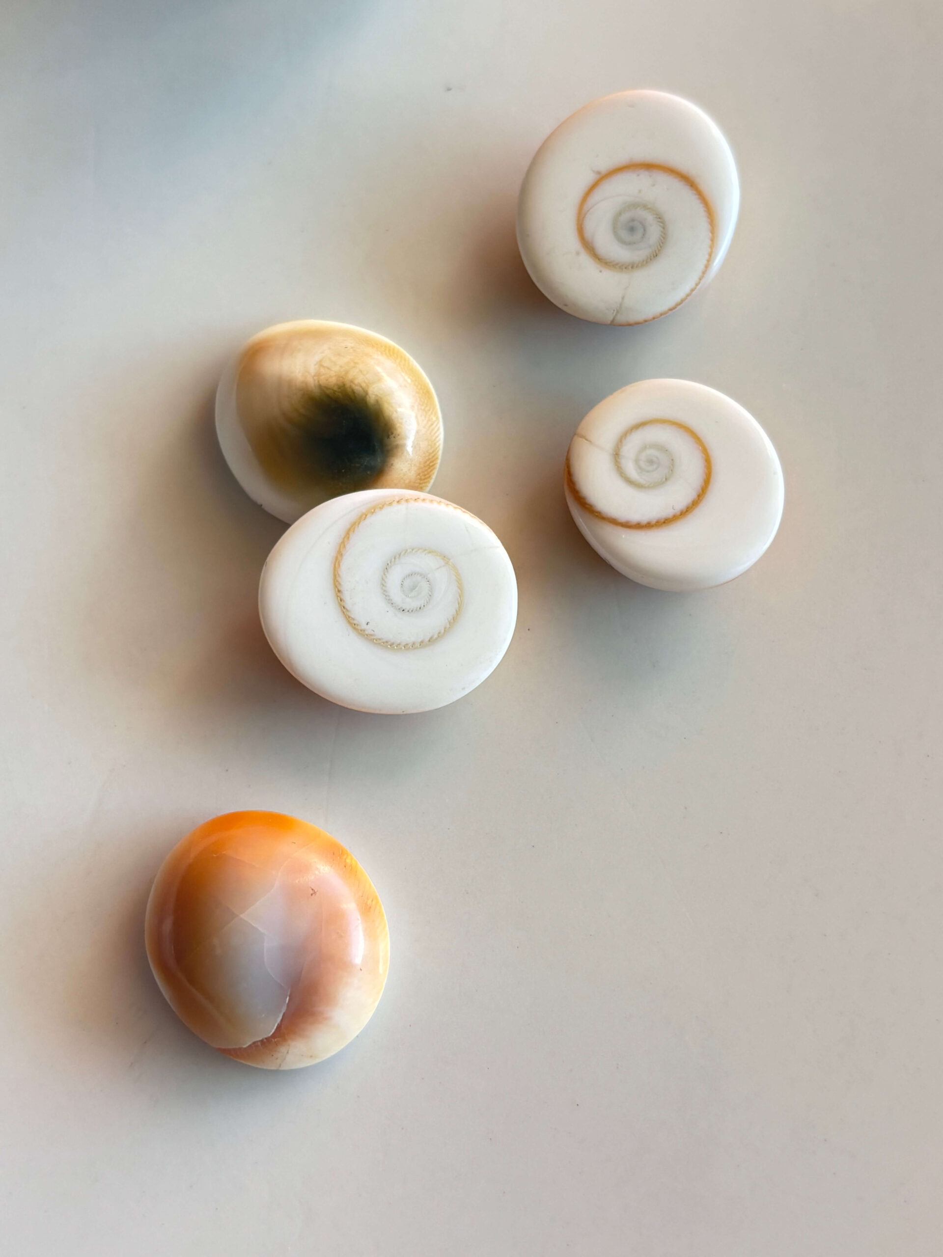19-20mm Natural Shiva Eye Shell Cabochon - Image 2