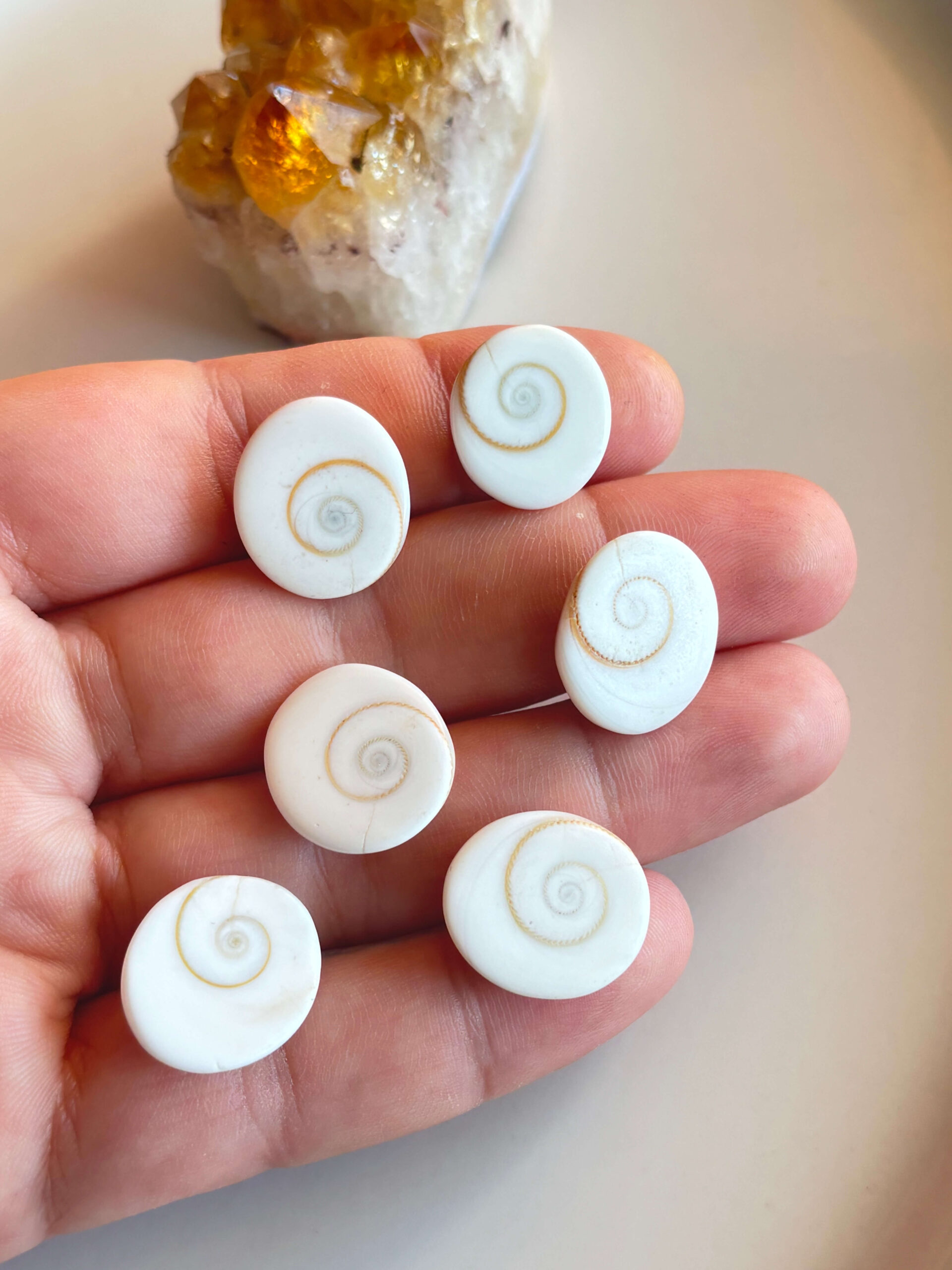 19-20mm Natural Shiva Eye Shell Cabochon - Image 3