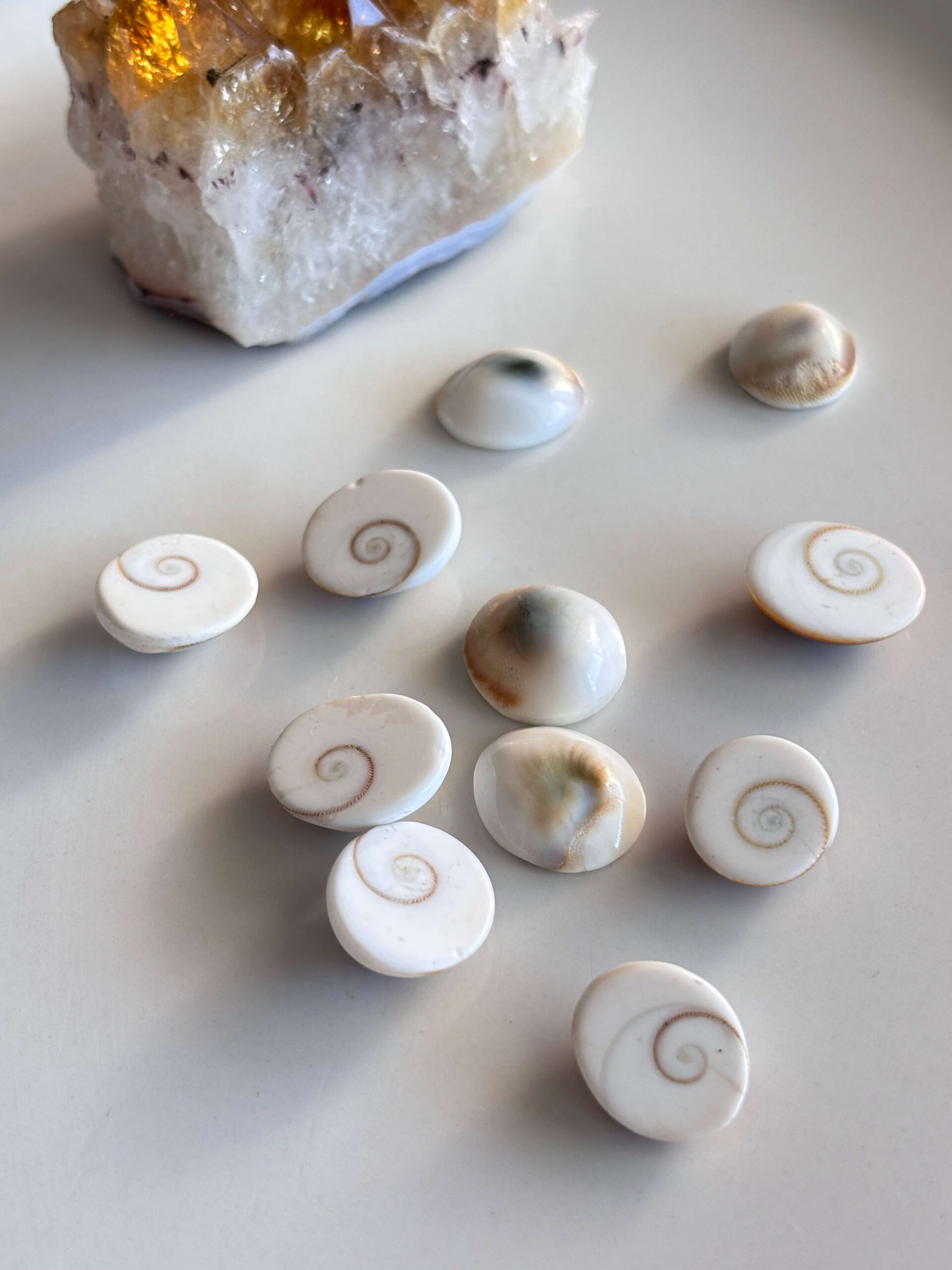 15-20mm Basic quality Shiva Eye Shell - Image 3