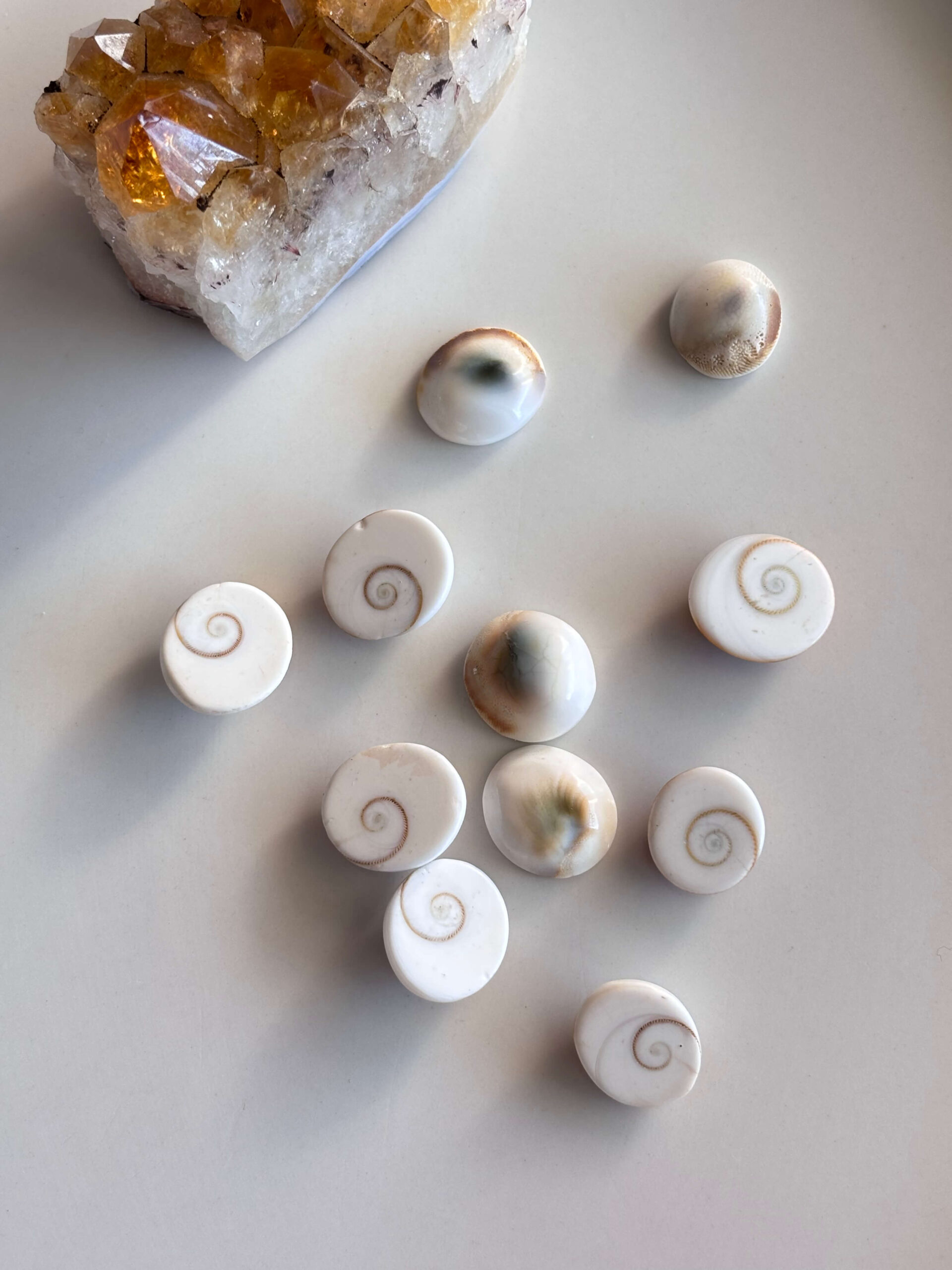 15-20mm Basic quality Shiva Eye Shell - Image 2