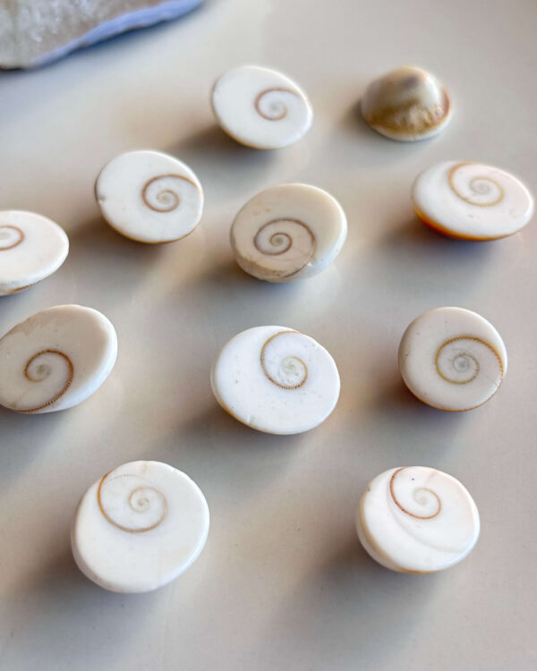 15-20mm Basic quality Shiva Eye Shell