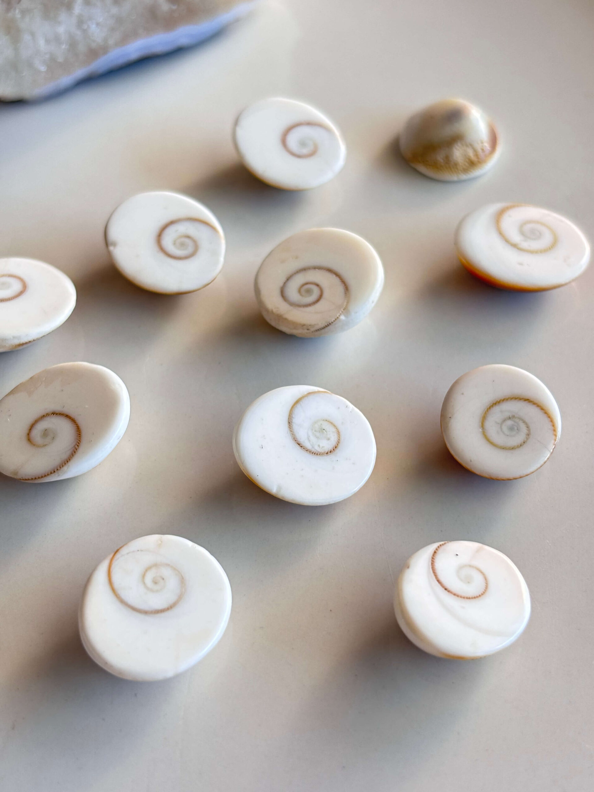 15-20mm Basic quality Shiva Eye Shell