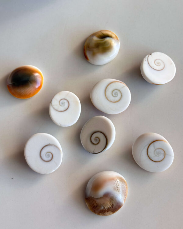 18-21mm Natural Shiva Eye Shell Cabochon