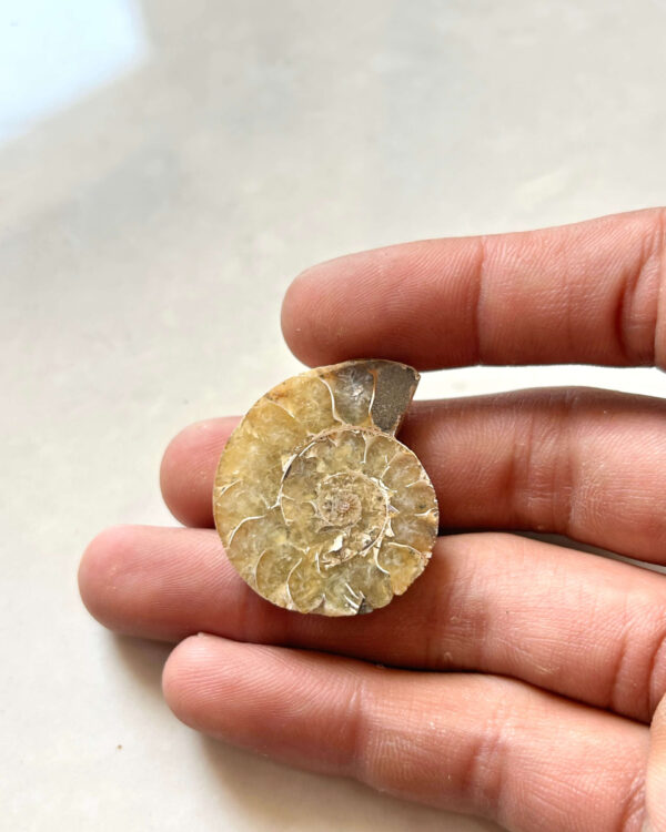 33mm Ammonite Shell Fossil
