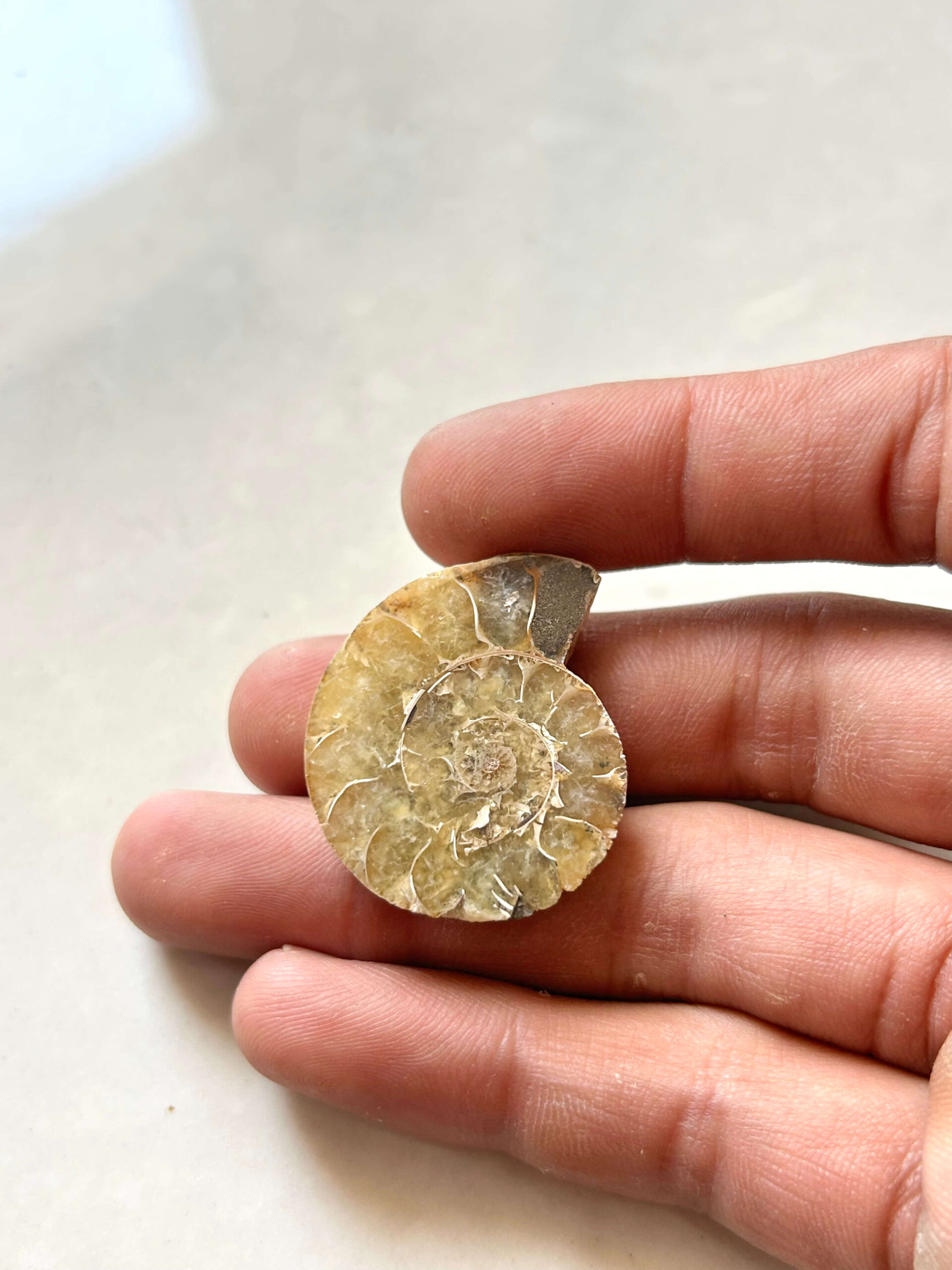 33mm Ammonite Shell Fossil