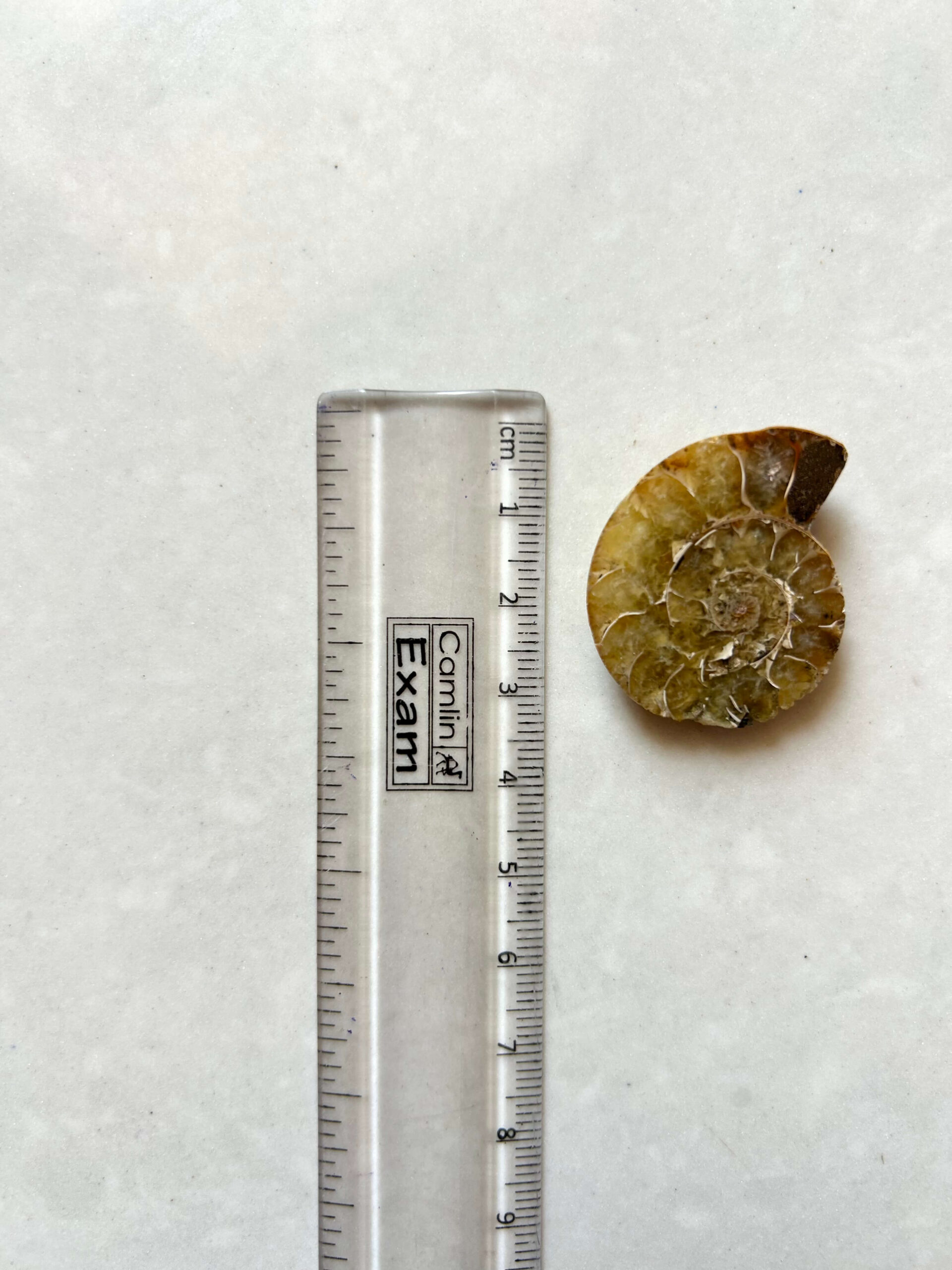 33mm Ammonite Shell Fossil - Image 2
