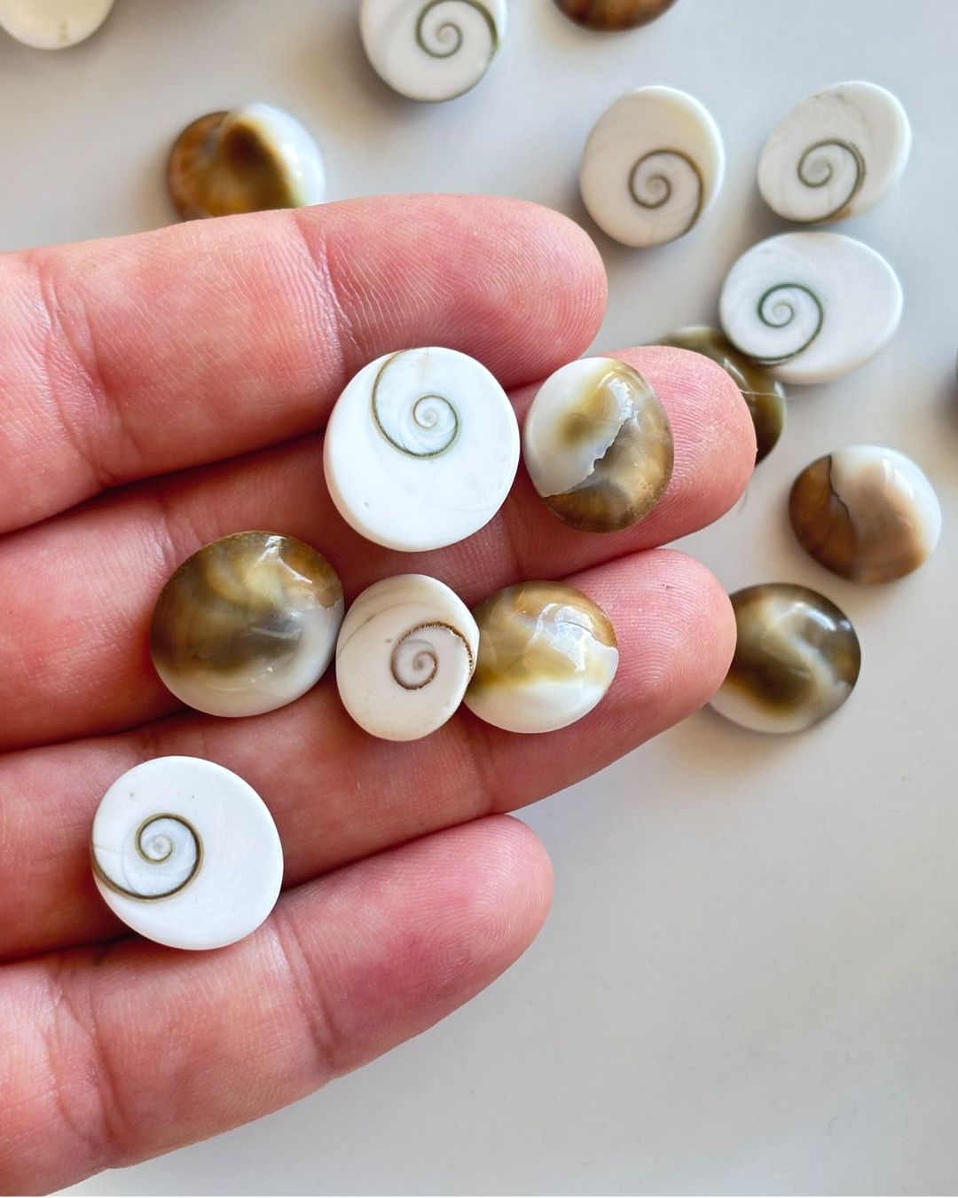 Natural Shiva Eye Shell Cabochon – Oval Shape - Image 2
