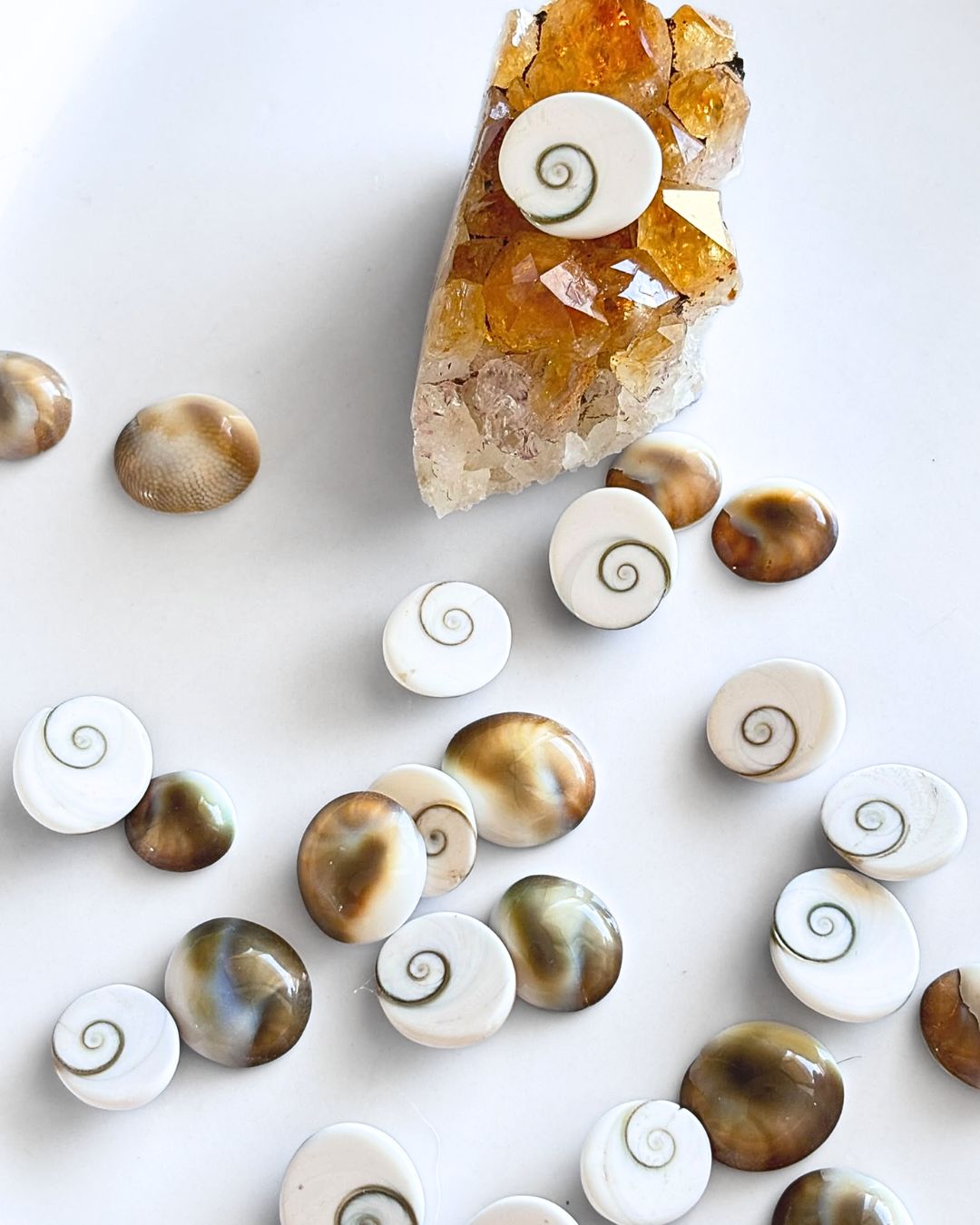 Natural Shiva Eye Shell Cabochon – Oval Shape